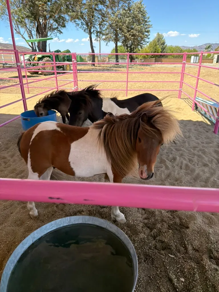 Horse at Renewing Reins