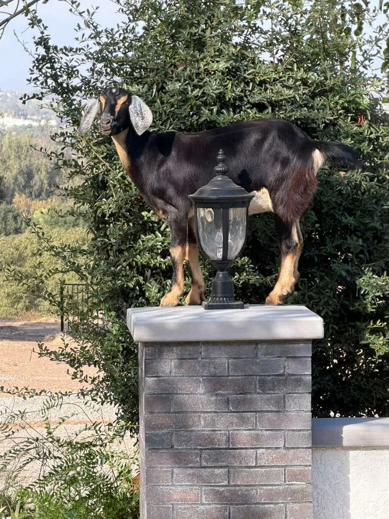 A goat at Renewing Reins