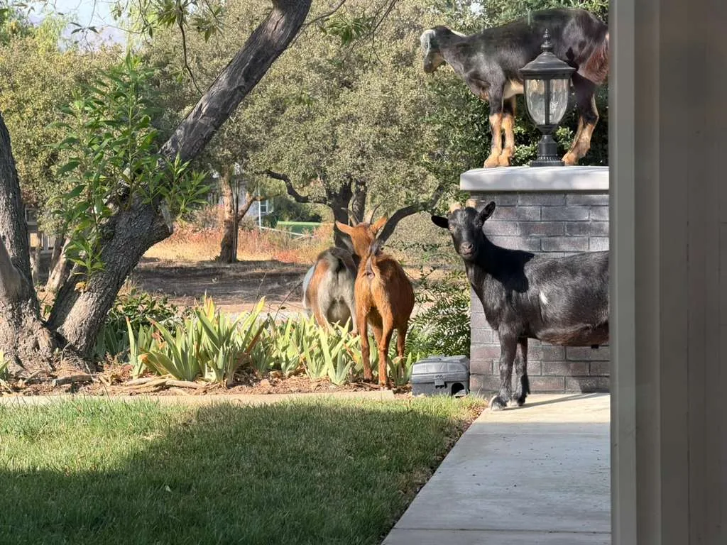 A goat at Renewing Reins