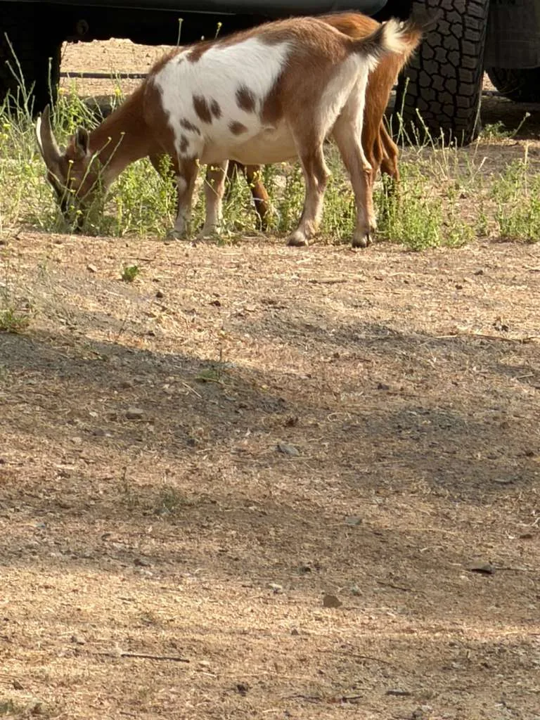 A goat at Renewing Reins