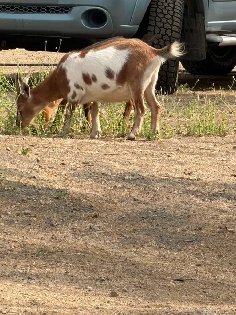 A goat at Renewing Reins