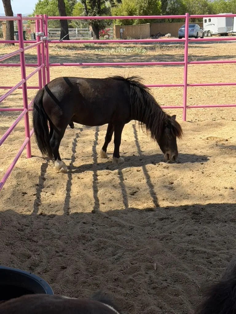 Ace, at Renewing Reins