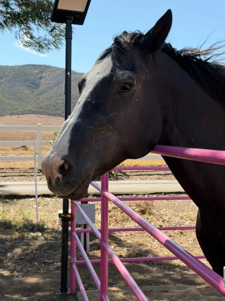 Batman, at Renewing Reins