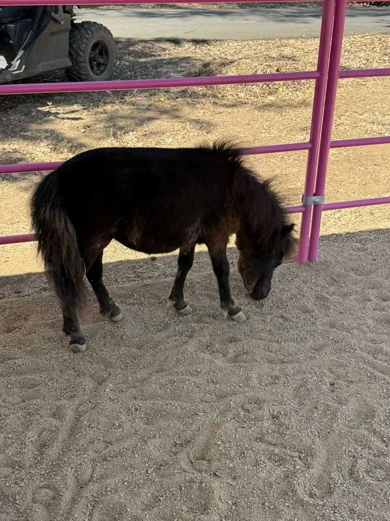 Clover, at Renewing Reins