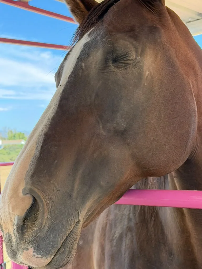 Lil, at Renewing Reins