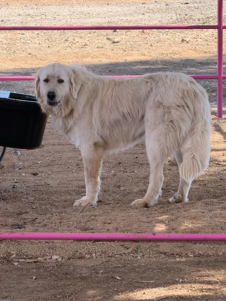 Marshmallow, one of the ranch dogs at Renewing Reins