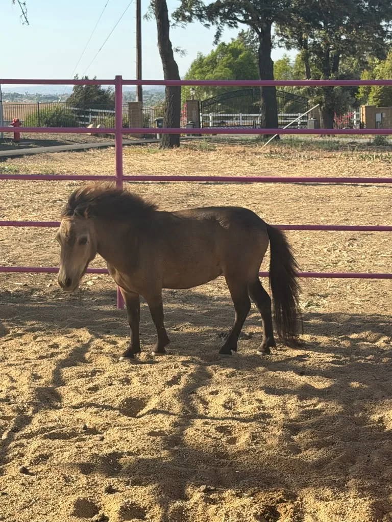 Miley, at Renewing Reins