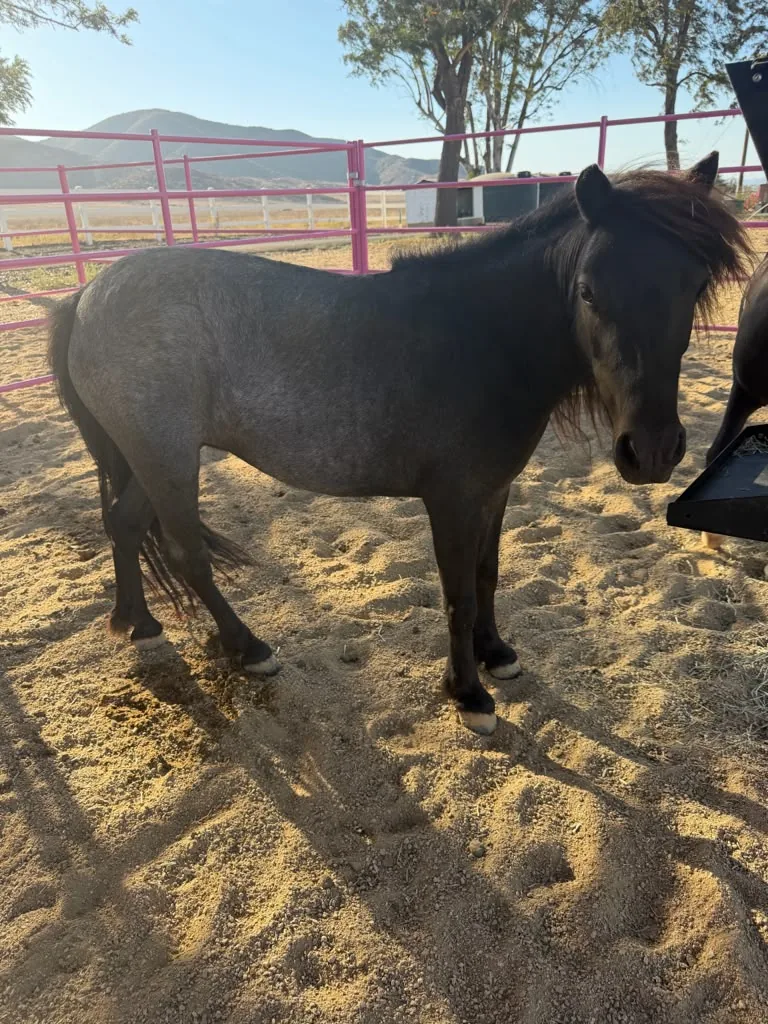 Molly, at Renewing Reins