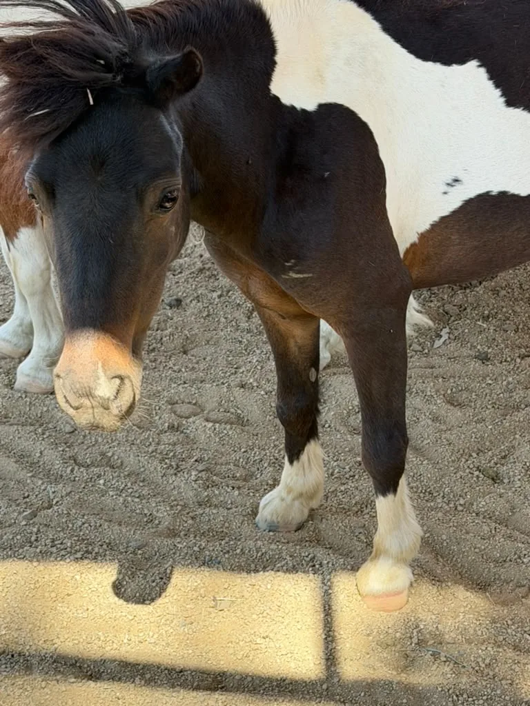 Oreo, at Renewing Reins