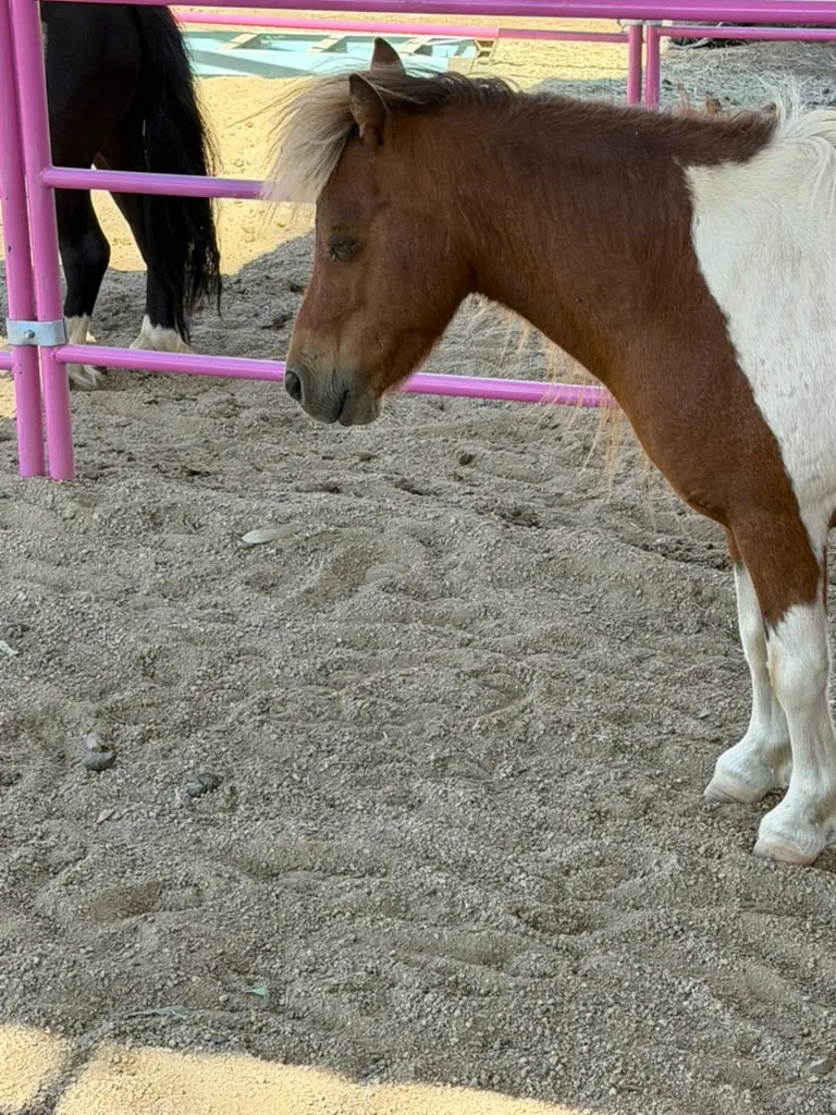 Rex, at Renewing Reins
