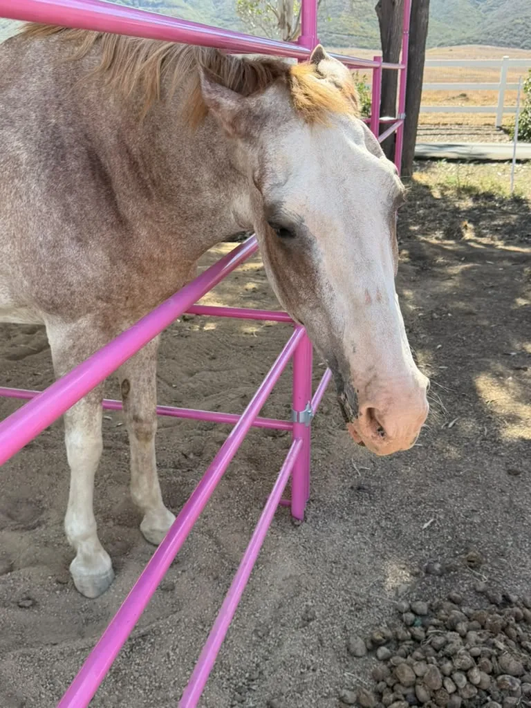 Ruby, at Renewing Reins