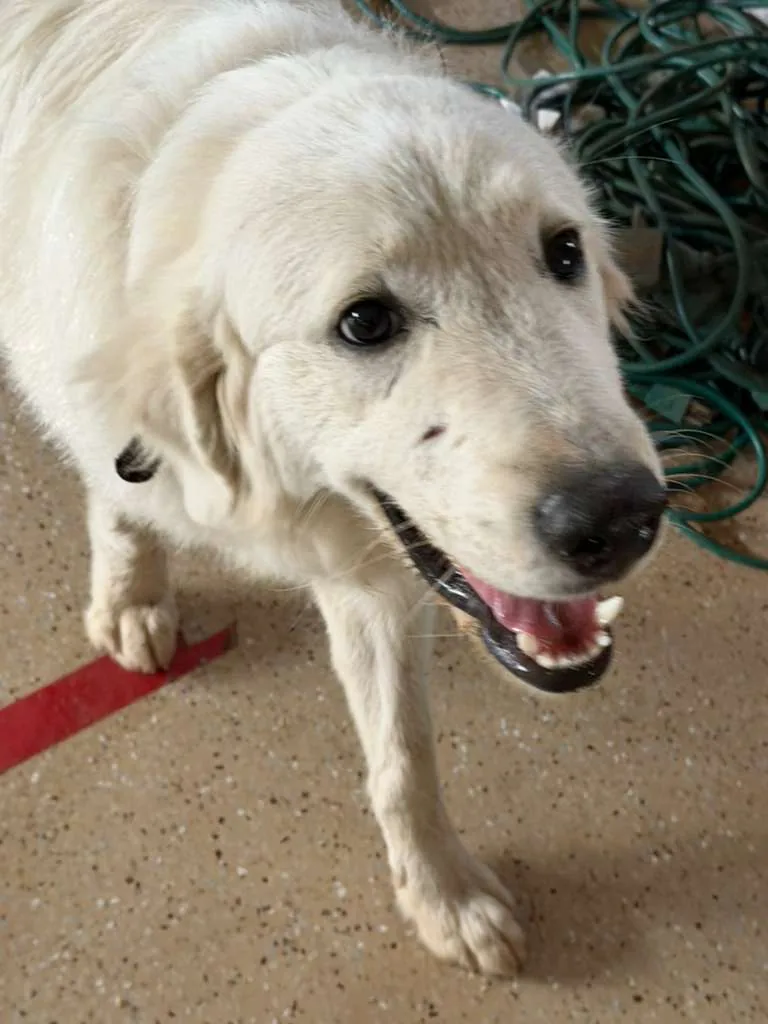 Snowball, one of the ranch dogs at Renewing Reins