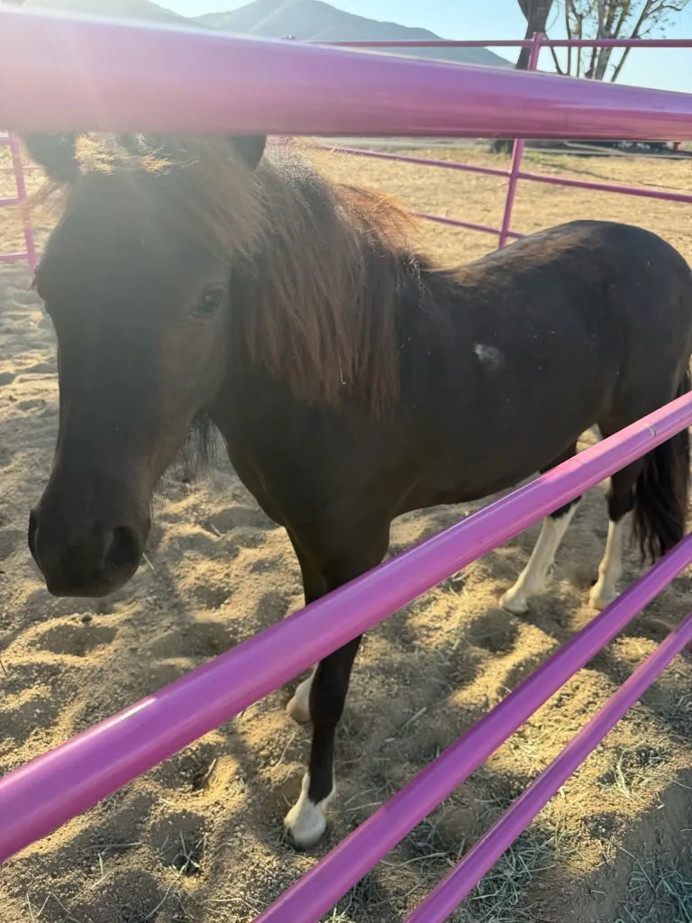 Sox, at Renewing Reins